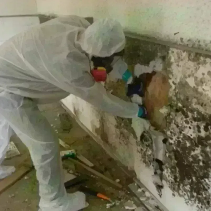 Mold Remediation and Removal in Wallingford Center, CT